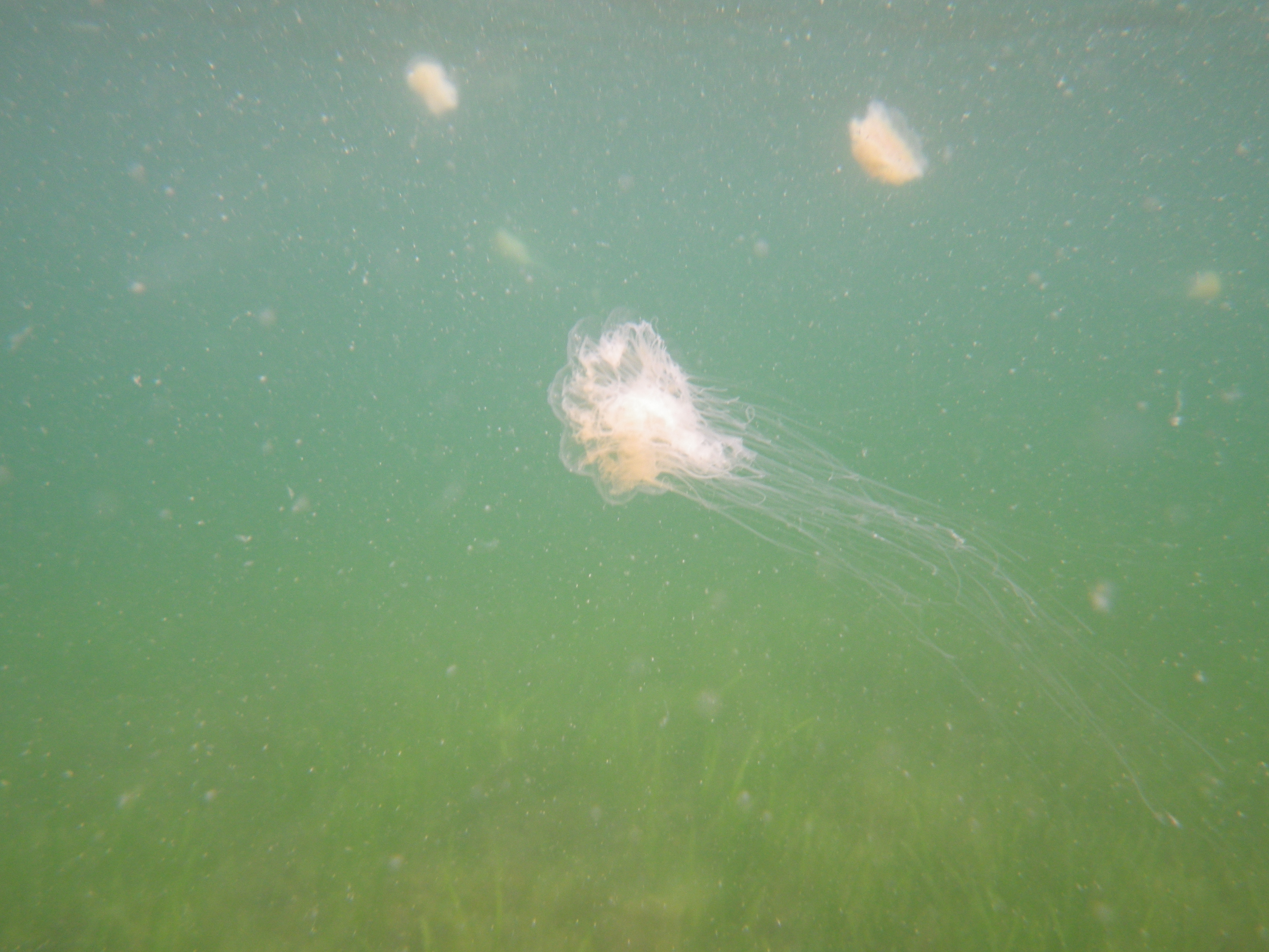 Microplastics with jellyfish