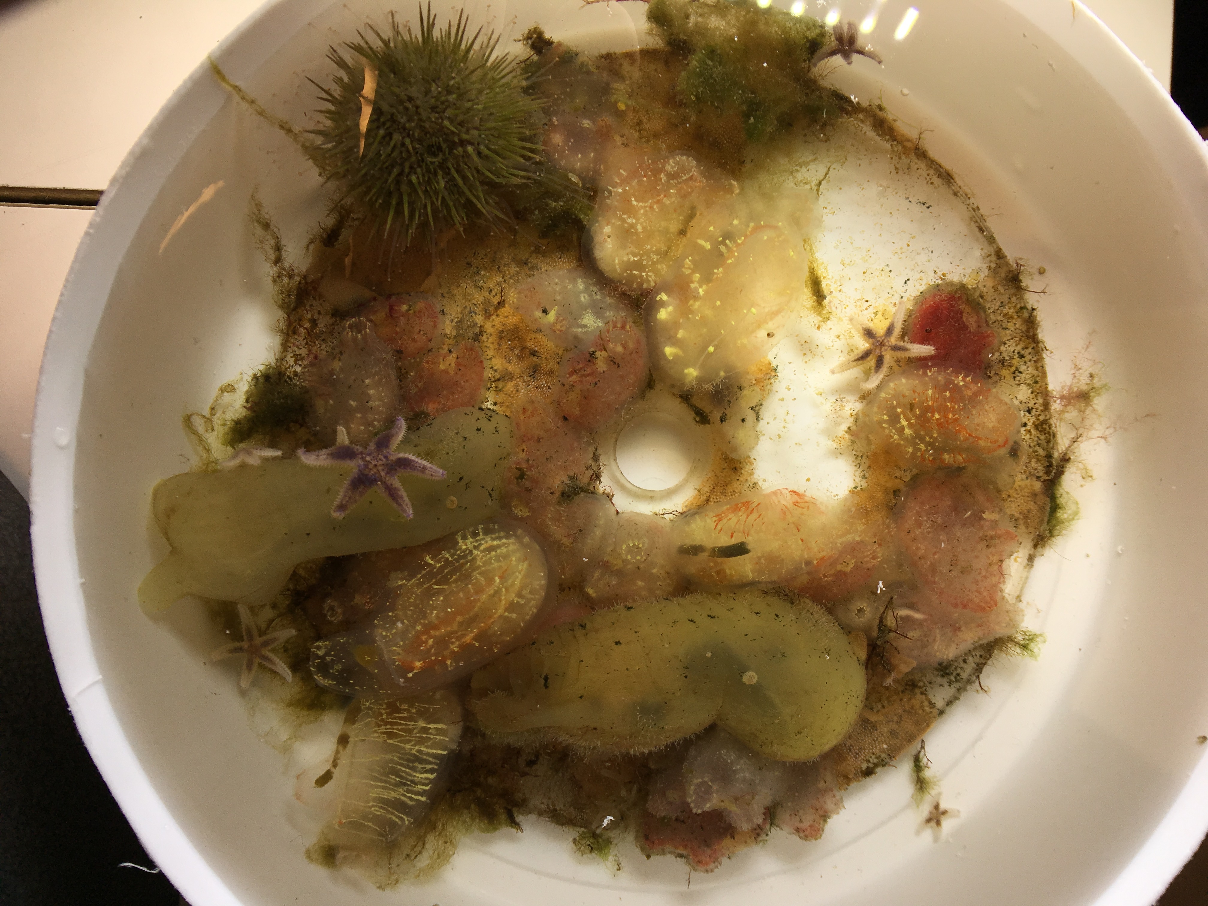 Virtue-disc with several species including tunicates. Photo: Adam Frederick