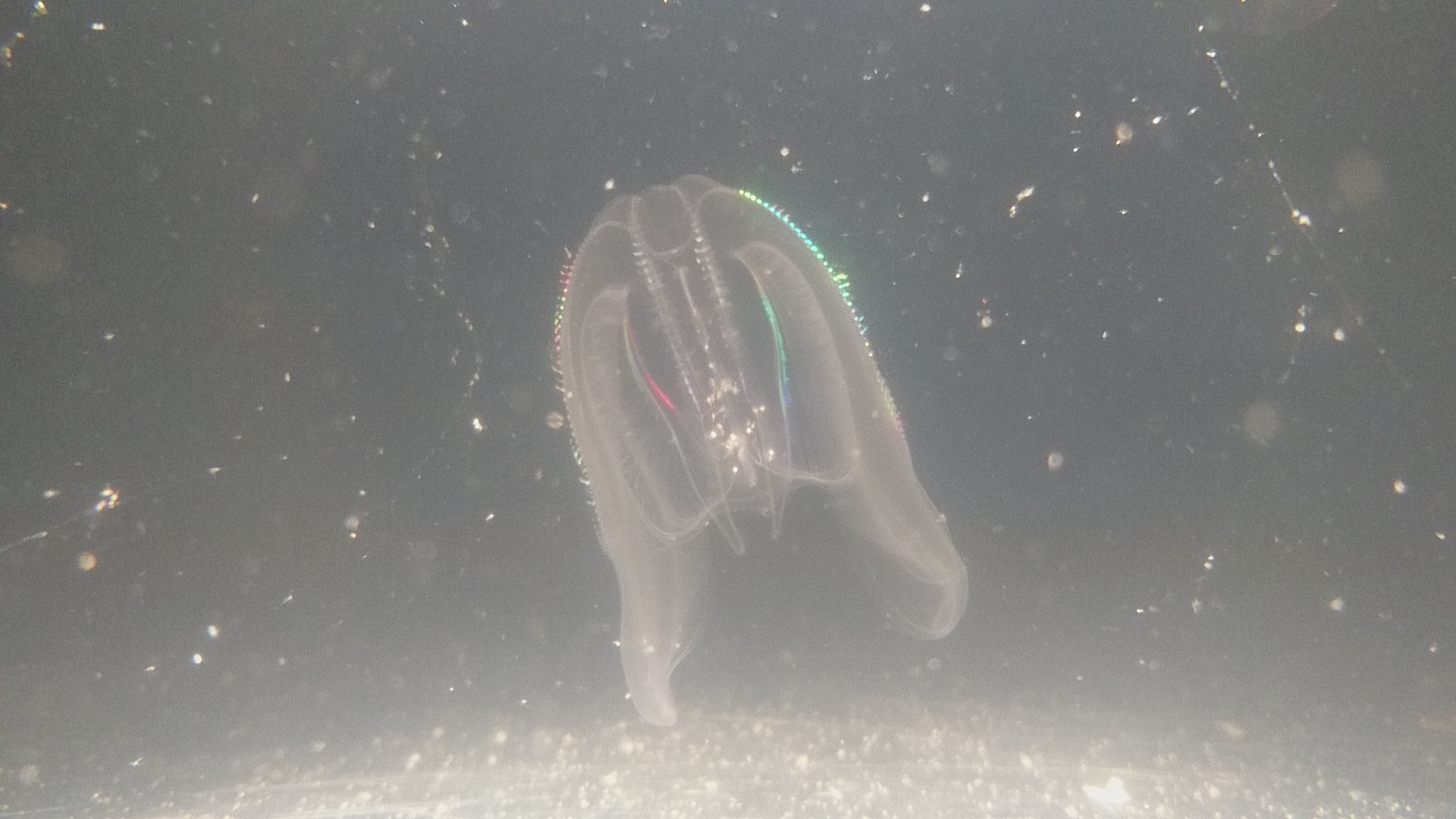 Sea walnut. Photo Björn Källström