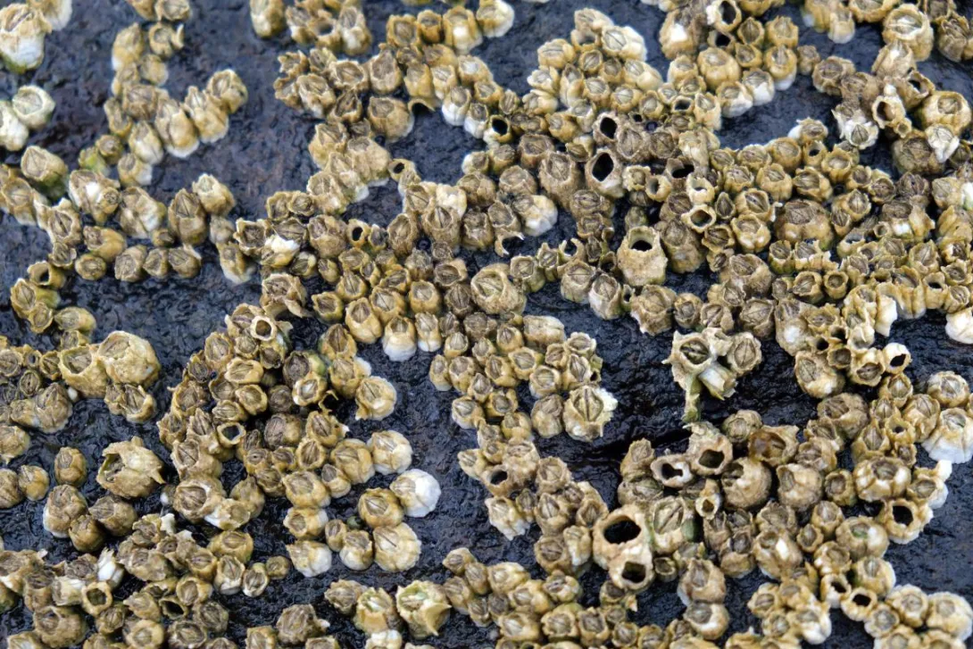 Photo: Kallerna, Wikimedia commons (CC BY-SA 4.0).