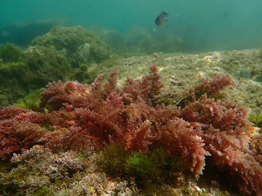 The Red sea plume (Asparagopsis taxiformis). Photo Björn Källström